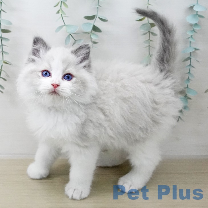 ラグドールの写真2