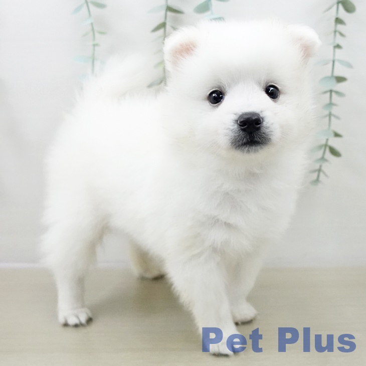 日本スピッツの写真2