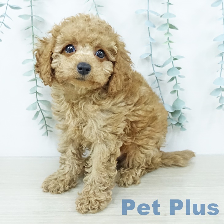 トイ・プードル