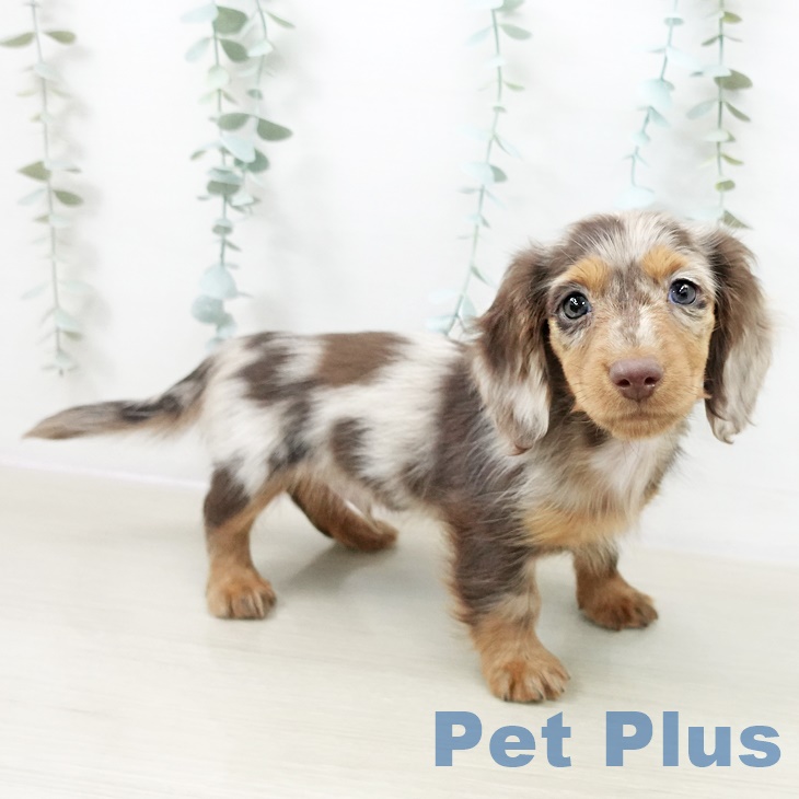 ミニチュア・ダックスフンドの写真2