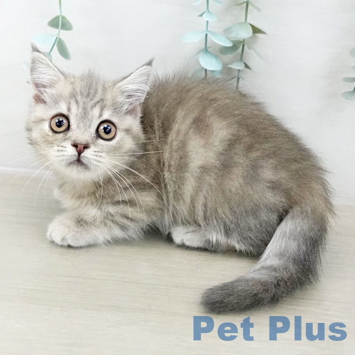 マンチカンの写真2