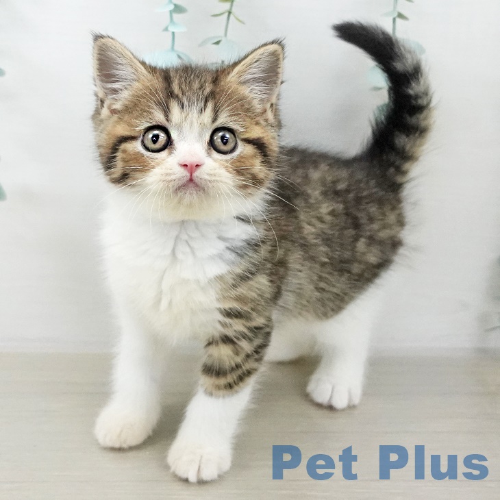 スコティッシュフォールド