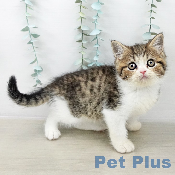 スコティッシュフォールドの写真2