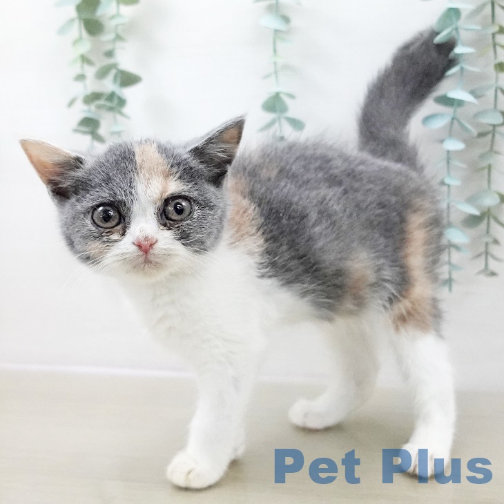 ブリティッシュショートヘアの写真2