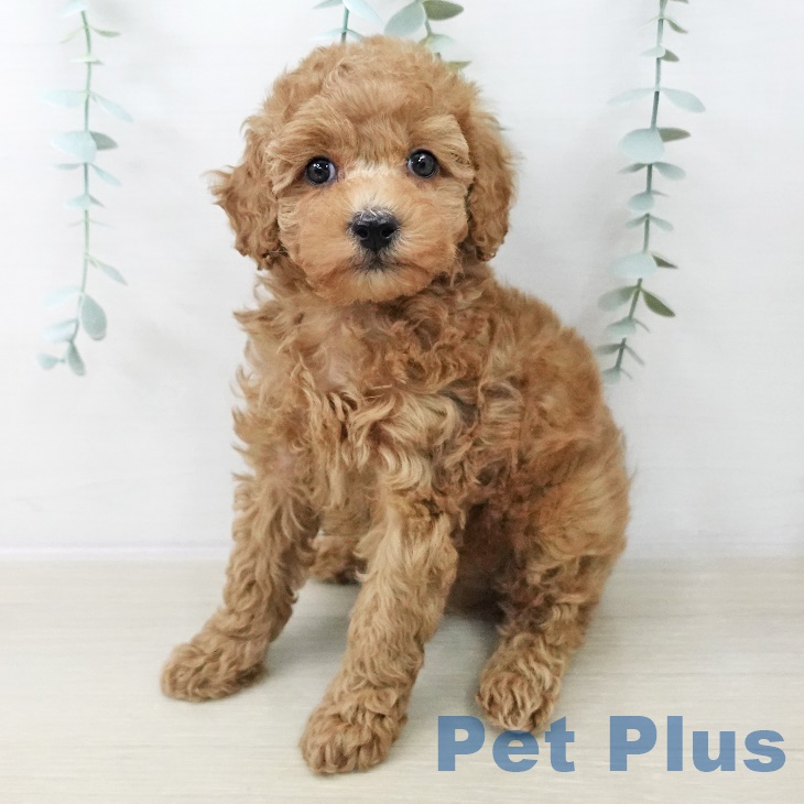 トイ・プードル