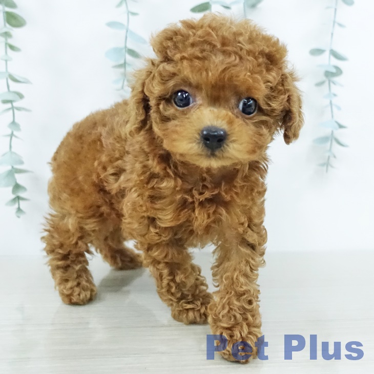 トイ・プードルの写真2