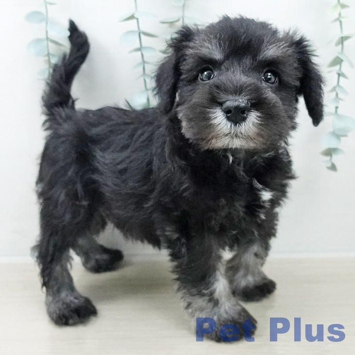 ミニチュア・シュナウザー