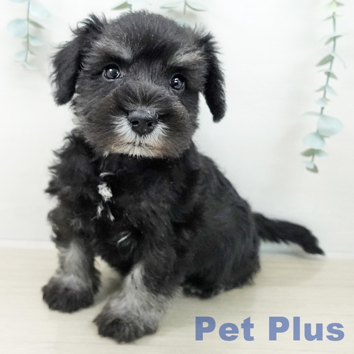 ミニチュア・シュナウザーの写真2