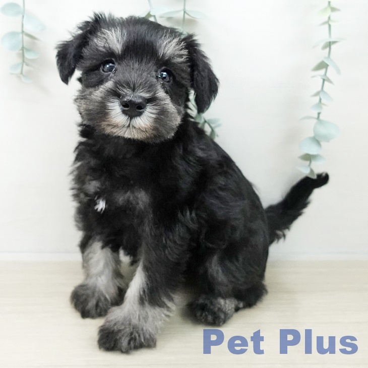 ミニチュア・シュナウザー