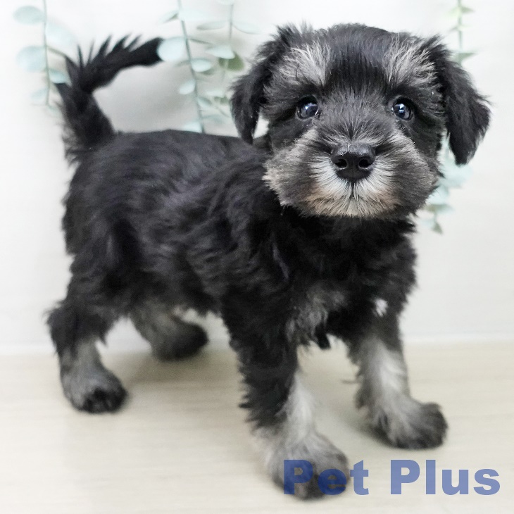 ミニチュア・シュナウザーの写真2