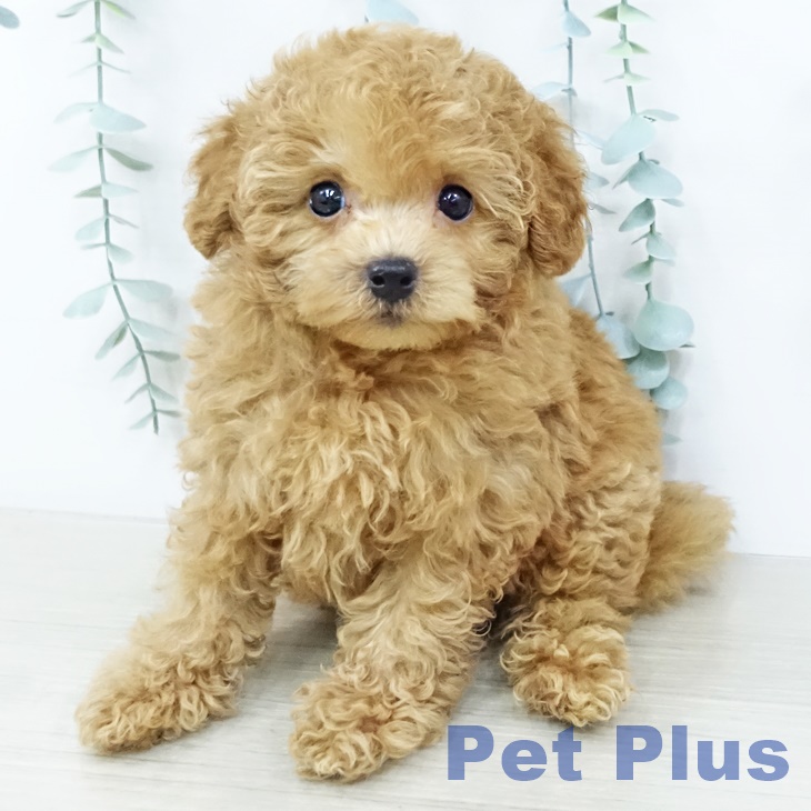 トイ・プードルの写真2