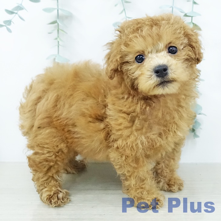 トイ・プードルの写真2