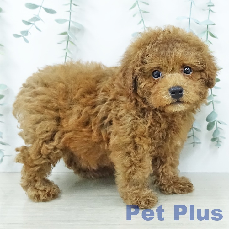 トイ・プードルの写真2