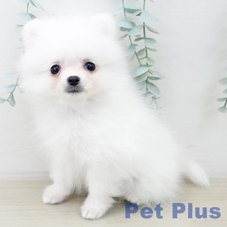 ポメラニアンの写真2