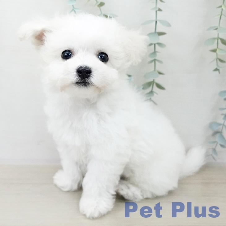 ビション・フリーゼ