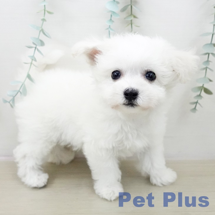 ビション・フリーゼの写真2