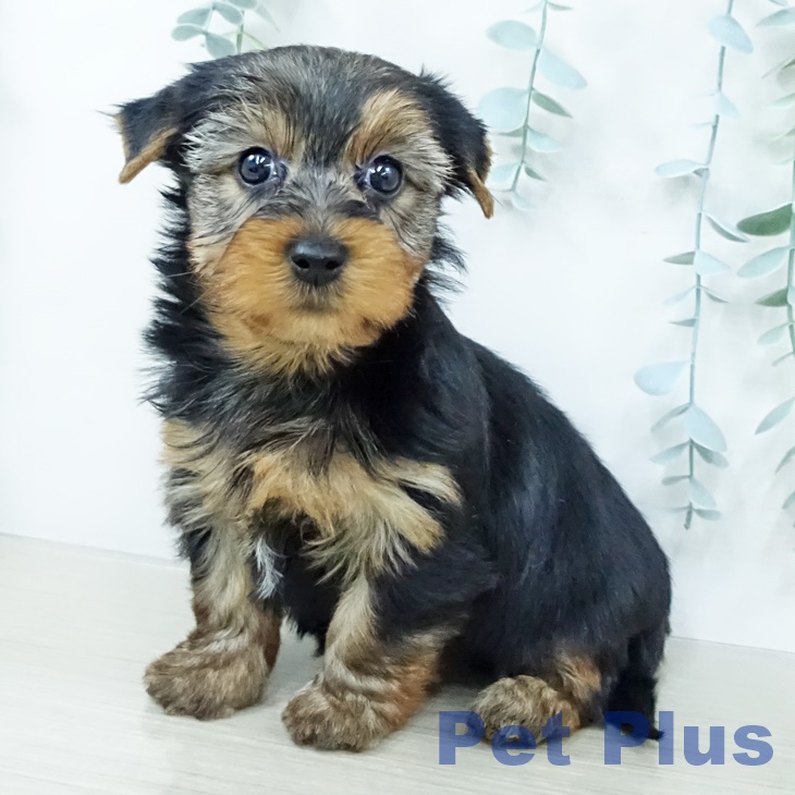 ヨークシャー・テリアの写真2