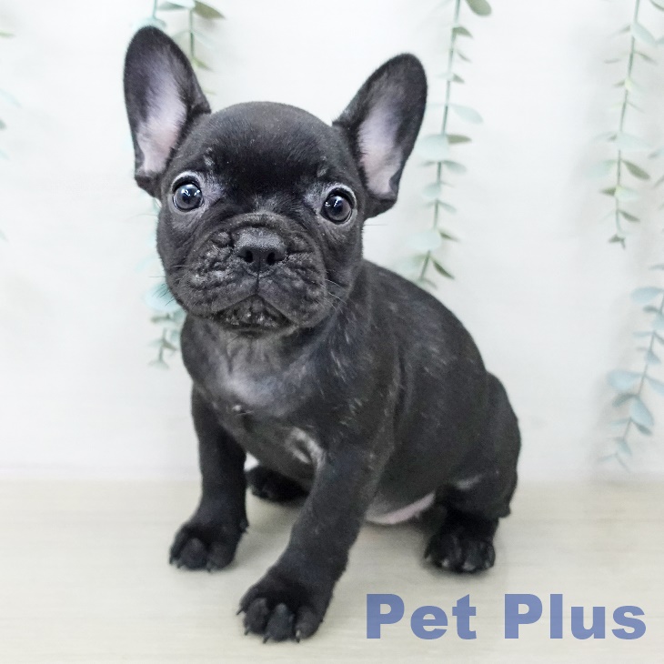 フレンチ・ブルドッグ