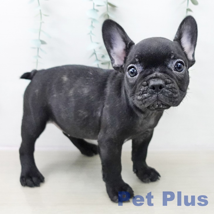 フレンチ・ブルドッグの写真2