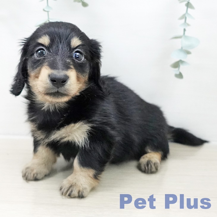 カニーンヘン・ダックスフンドの写真2