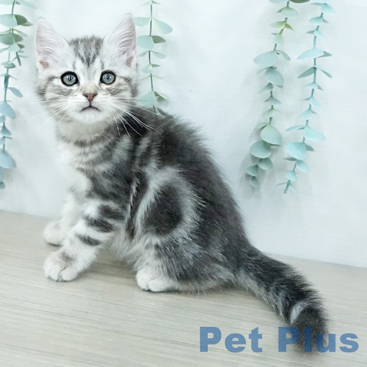 アメリカンショートヘア