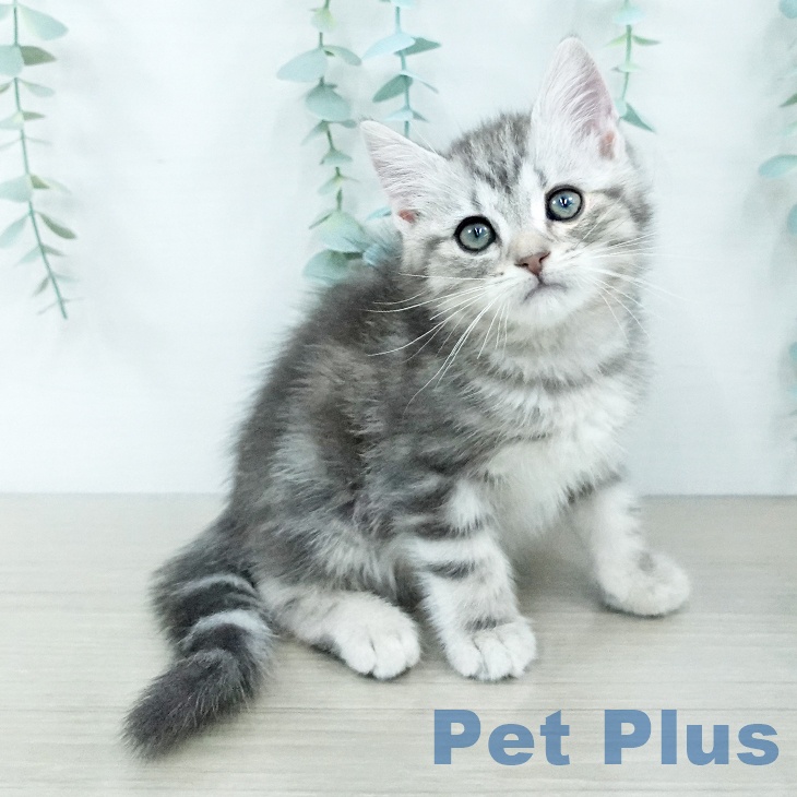 アメリカンショートヘア