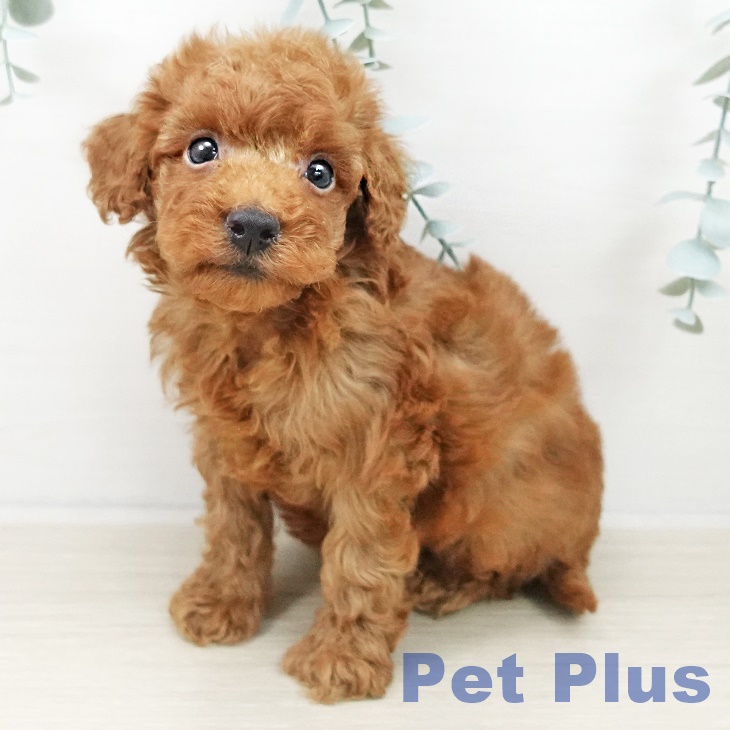 トイ・プードル