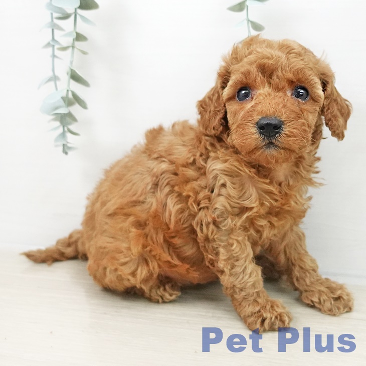 トイ・プードルの写真2