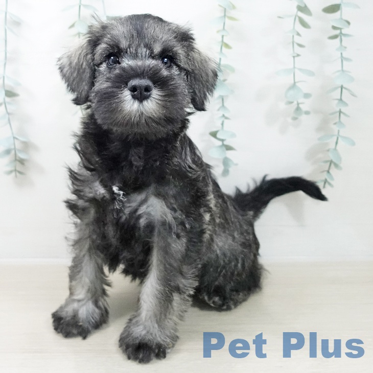 ミニチュア・シュナウザー