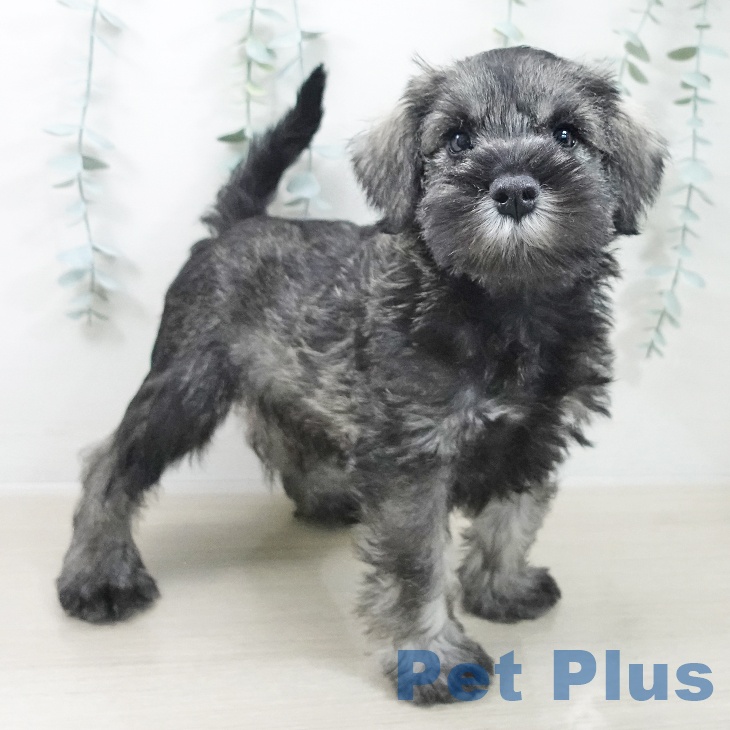 ミニチュア・シュナウザーの写真2