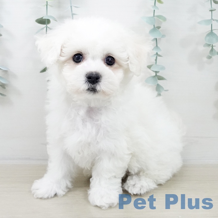 ビション・フリーゼ