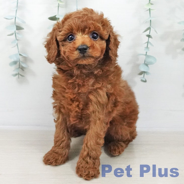 トイ・プードル