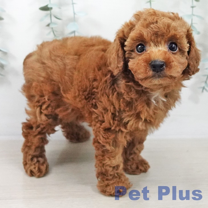 トイ・プードル