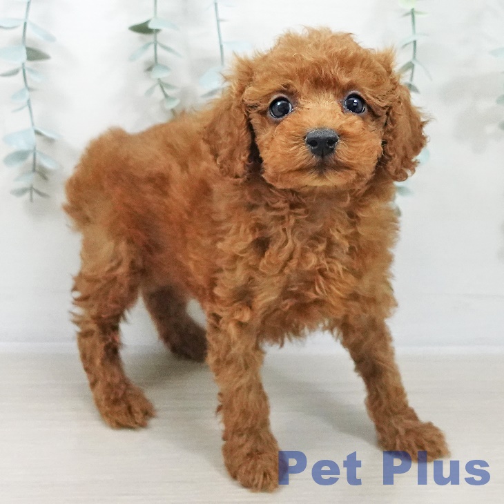 トイ・プードルの写真2