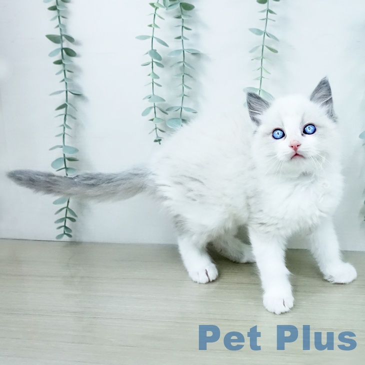 ラグドールの写真2