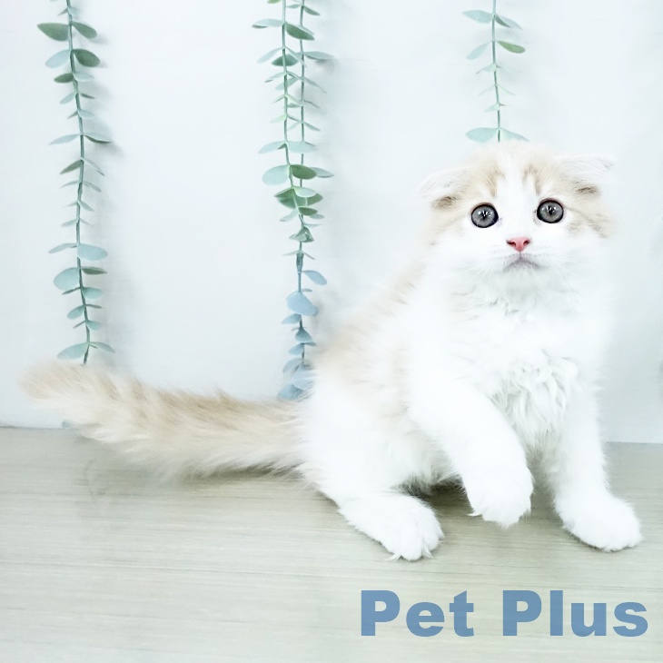 スコティッシュフォールド