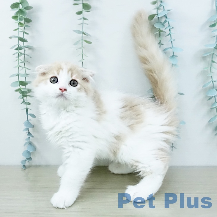 スコティッシュフォールドの写真2