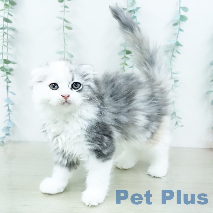 スコティッシュフォールド