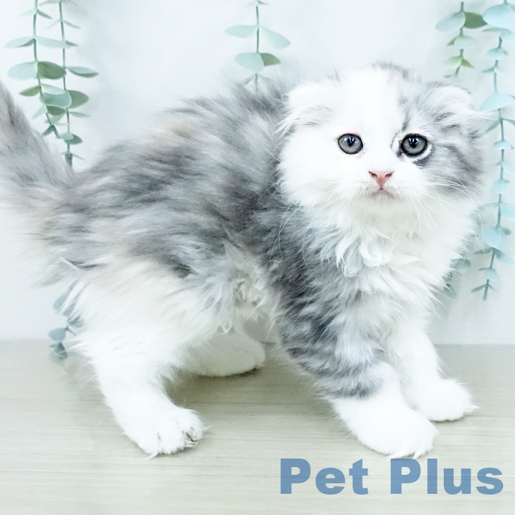 スコティッシュフォールドの写真2