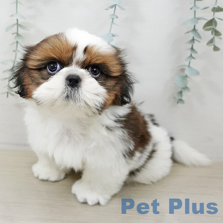 シー・ズーの写真2