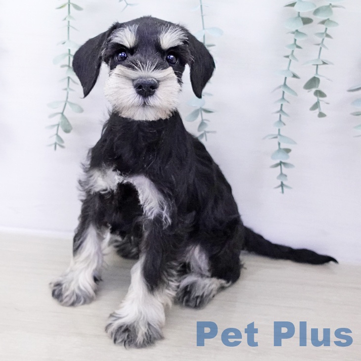 ミニチュア・シュナウザー