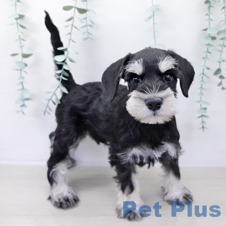 ミニチュア・シュナウザー