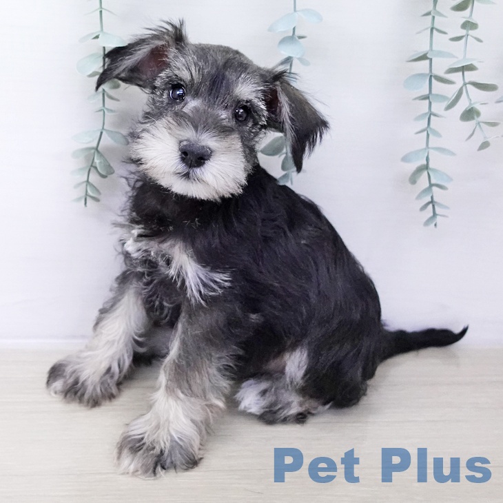 ミニチュア・シュナウザーの写真2