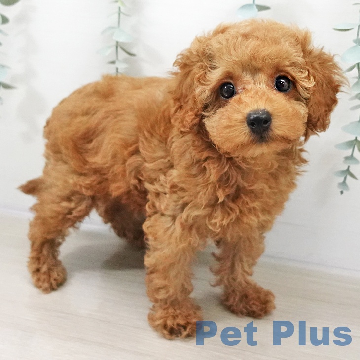 トイ・プードルの写真2