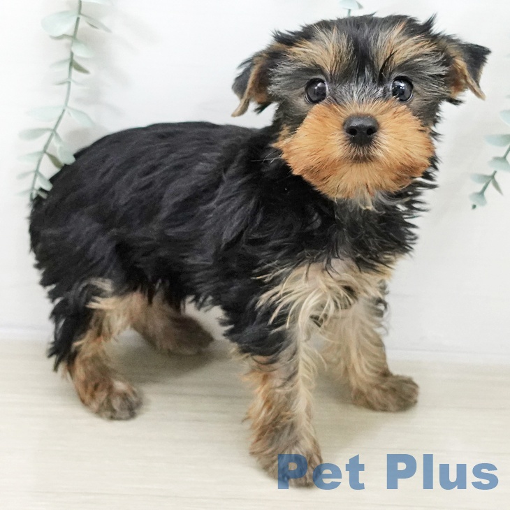 ヨークシャー・テリア