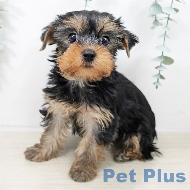 ヨークシャー・テリアの写真2