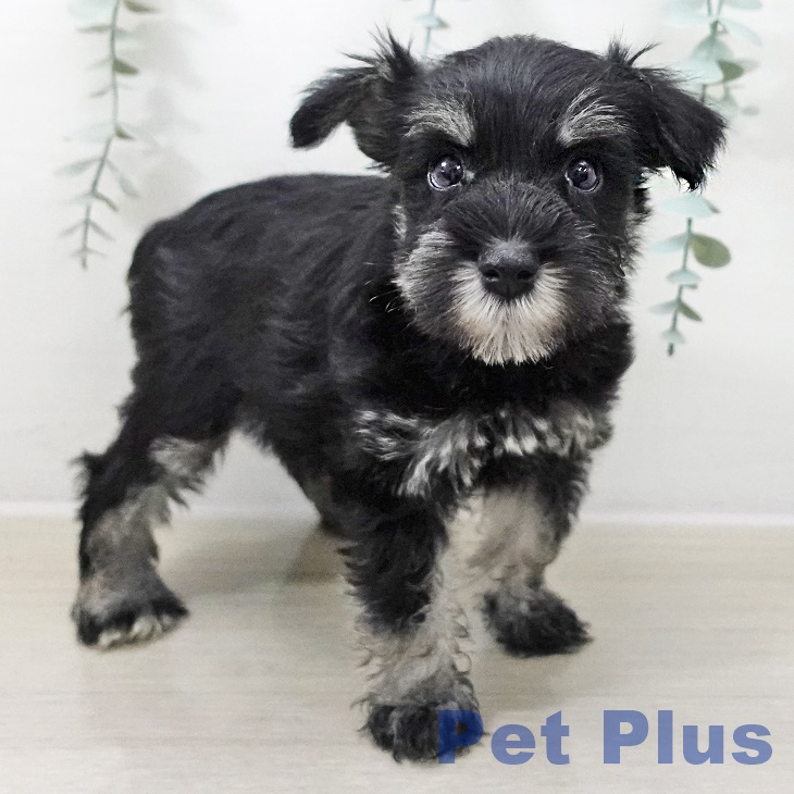 ミニチュア・シュナウザーの写真2