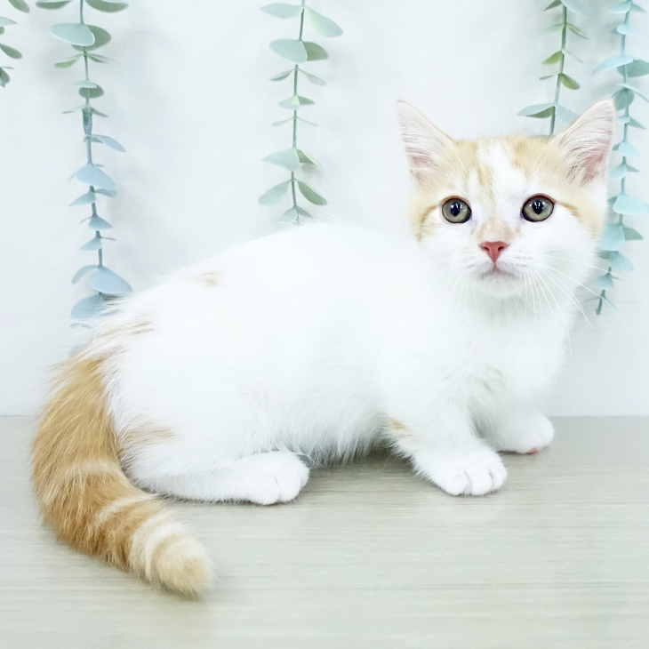 ミヌエットの写真2