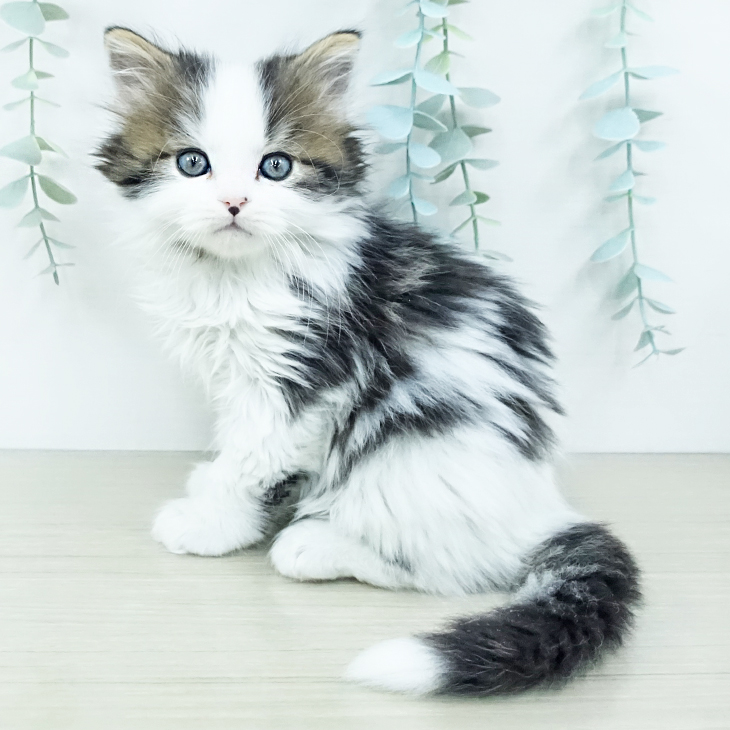 スコティッシュフォールド