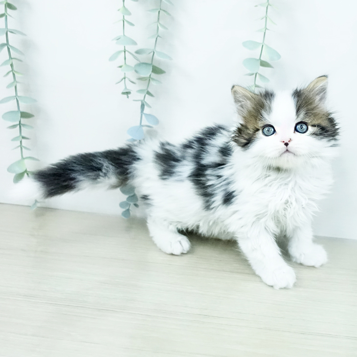 スコティッシュフォールドの写真2